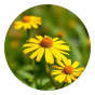 Huile d'arnica